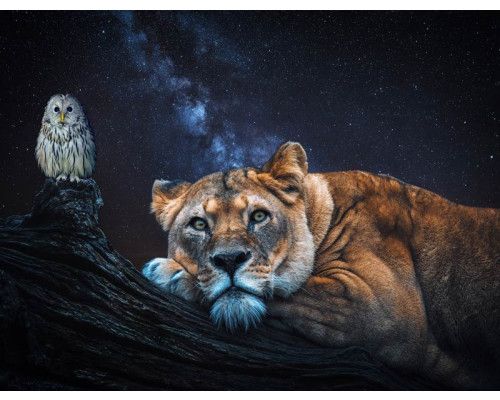 Leeuwin, uil en leeuw gecombineerd op een dieren-thema fotobehang, met krachtige details en rijke texturen.
