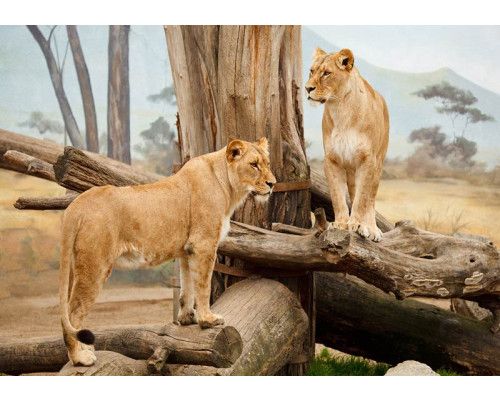 Fotobehang van leeuwinnen in een Afrikaanse natuurlijke setting, wilde dieren.
