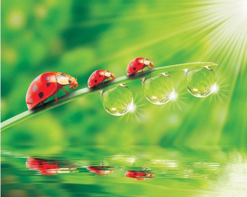 Fotobehang van jungledieren voor kinderkamers, kleurrijk en avontuurlijk.