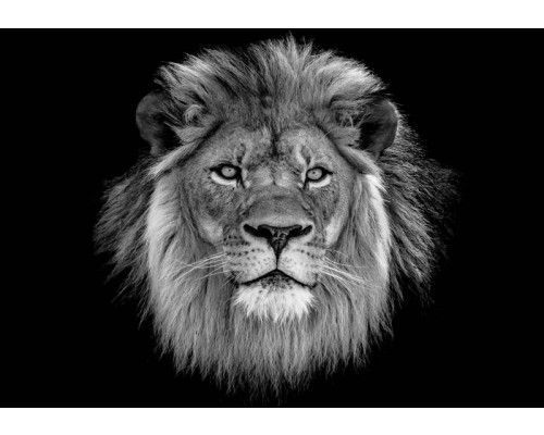 Close-up van een krachtige leeuw in zijn natuurlijke habitat, fotobehang dat kracht en majestueuze natuur symboliseert.