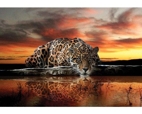 Fotobehang met luipaard, jachtluipaard en cheetah voor een avontuurlijk effect.