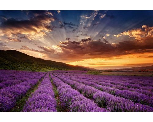 Magisch lavendelveld in een landschap bij zonsondergang, sfeervol afgebeeld op een gedetailleerd fotobehang.