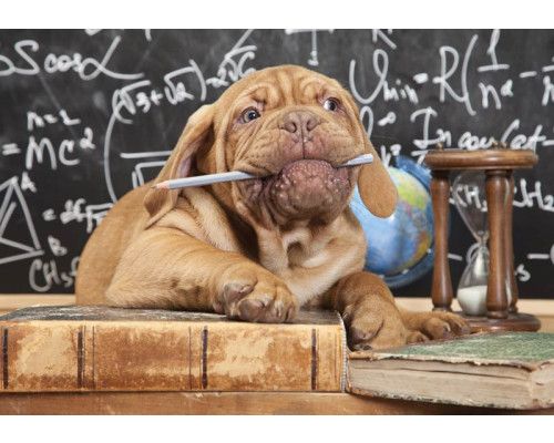 Fotobehang met een meesterhond uit de dolle beestenboel collectie, leraar voor een klas vol kinderen.