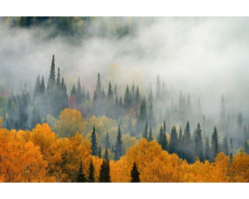 Mist die over een herfstbos hangt, met kleurrijke bladeren en hoge bomen op dit sfeervolle fotobehang.