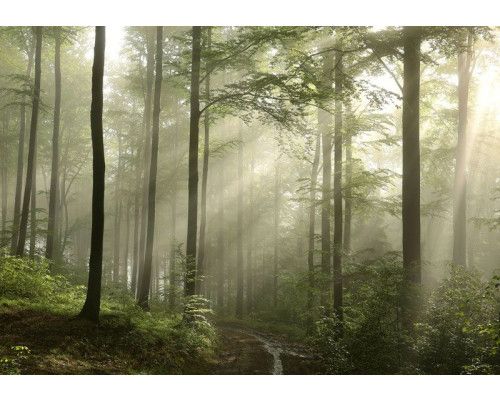 Fotobehang met een mistig bos waarin zonnestralen door de bomen vallen.