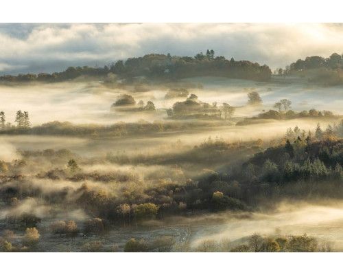 Fotobehang van een mistig boslandschap, met dichte bomen en een serene natuuromgeving.