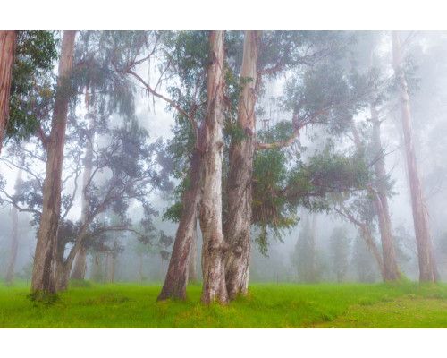 Fotobehang van een mistig boslandschap met dichte bomen en een nevel die over de natuur hangt.