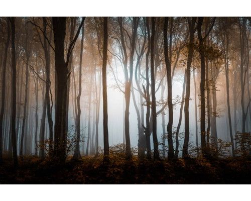 Fotobehang van een mysterieus bos met dichte bomen en een donker, sereen natuurlandschap.