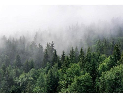 Fotobehang Mysterieus Mistig Bergbos