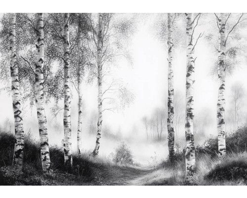 Fotobehang met een nevelig berkenbos waar de witte stammen deels verdwijnen in de mistige achtergrond.