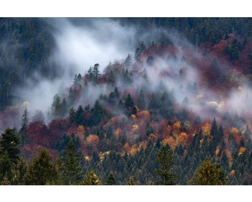 Een nevelige bergoase met mist die het bos en de bergen bedekt, vastgelegd op een natuurgetrouw fotobehang.