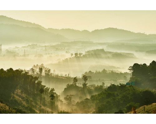 Fotobehang van een nevelig boslandschap, waar mistige sereniteit het bos en de bergen omhult in een mystieke sfeer.