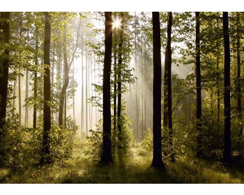 Fotobehang Ochtendbos met Stralende Zonsopkomst