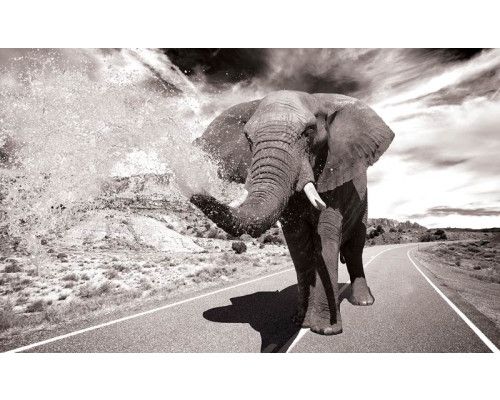 Fotobehang van een olifant in actie, met een dynamische en krachtige uitstraling.