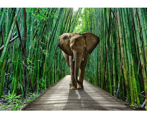 Fotobehang van een olifant in de jungle, met bamboe op de achtergrond.