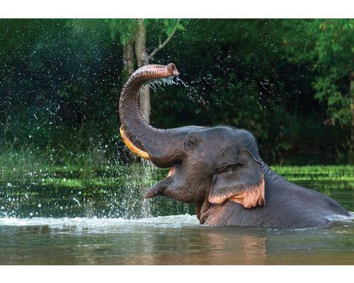 Fotobehang Olifant in het water, met een olifant die speelt in het water en spetters veroorzaakt door het zwaaien met zijn slurf.
