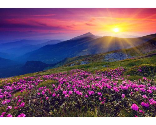 Fotobehang van een ondergaande zon in de bergen, waar bloemen het landschap vullen met levendige kleuren.