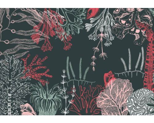 Onderwaterplanten en koraalriffen in een kleurrijke onderwaterwereld, fotobehang dat diepte en frisheid brengt.