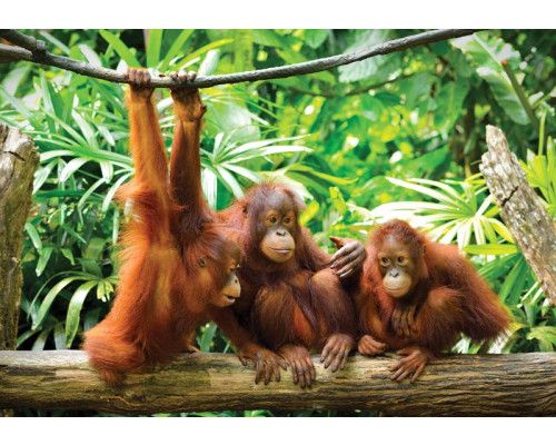 Orang-oetans in de jungle, fotobehang met dieren zoals apen in een natuurlijk boslandschap.