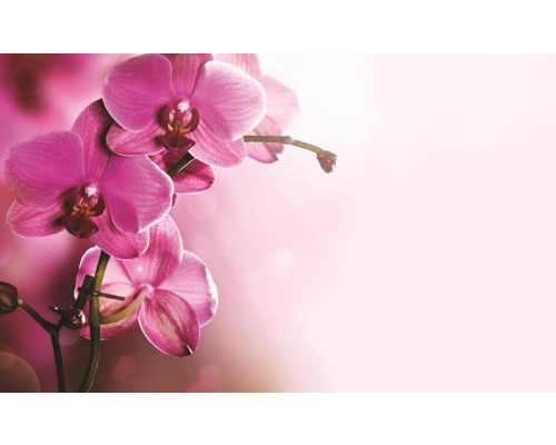 Orchideeën bloemen, roze fotobehang met een rustgevende en elegante uitstraling.