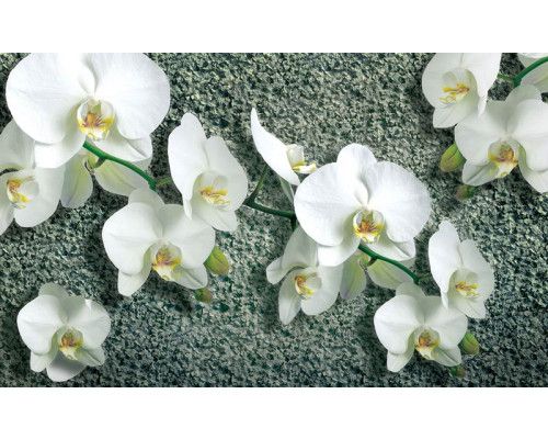 Orchideeën bloemen op een betonnen achtergrond, weergegeven op een modern en stijlvol fotobehang.