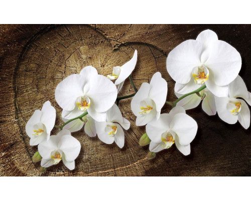 Orchideeën bloemen, natuurlijk weergegeven op dit fotobehang voor slaapkamer of woonkamer.