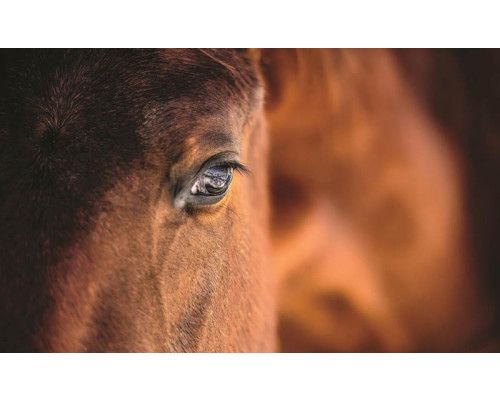 Close-up fotobehang van een bruin paard, natuurgetrouw.