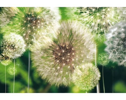 Paardenbloemen fotobehang in abstracte groene tinten, ideaal voor een rustige en natuurlijke uitstraling.