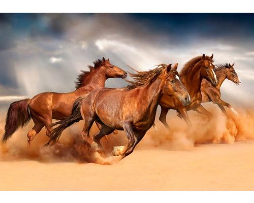 Fotobehang van paarden die langs het strand galopperen, met een woestijnachtige achtergrond.