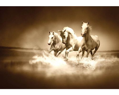 Fotobehang met witte galopperende paarden die door het water rennen.