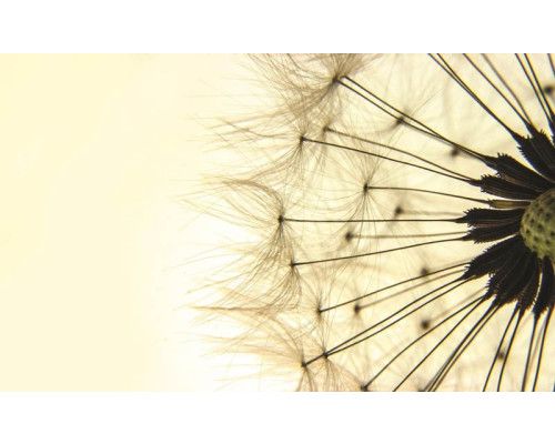 Gele paardenbloemen, fotobehang met een speels en abstract ontwerp van bloemen en natuur.