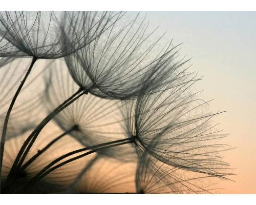 Fotobehang van een paardenbloem in het avondlicht.