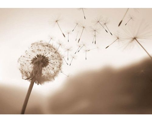 Fotobehang van een paardenbloem die in de wind meewaait, met sepia tinten voor een vintage sfeer.