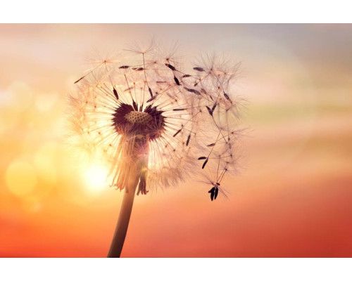 Fotobehang van een paardenbloem in het zonlicht, waarbij de zon door de zaadjes heen schijnt.