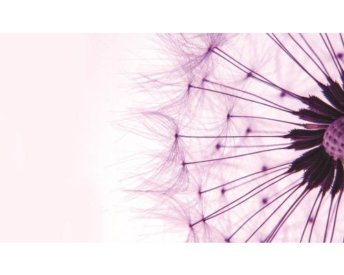 Roze paardenbloemen, fotobehang met een meisje en bloemen voor een zachte, rustgevende uitstraling.