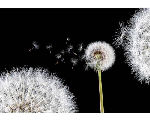 Fotobehang met paardenbloemen, ideaal voor een natuur geïnspireerde ruimte.
