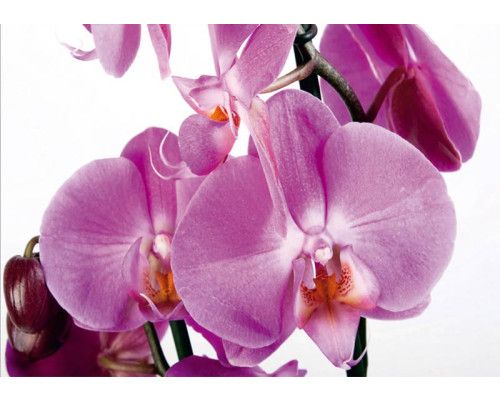 Fotobehang Paarse Orchidee