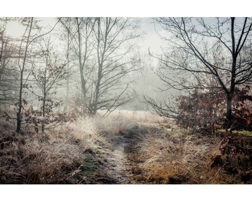 Fotobehang van een houten pad dat door het bos loopt, omringd door bomen en natuur.