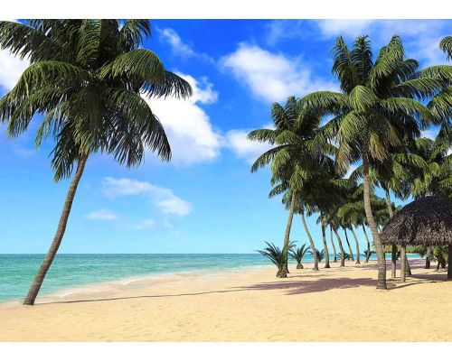 Fotobehang Palmbomen bij de Zee