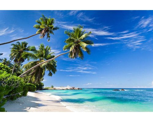 Fotobehang van palmbomen die boven een tropisch strand uittorenen, met de oceaan in de verte.