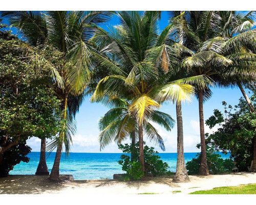 Fotobehang Palmbomen langs Zee