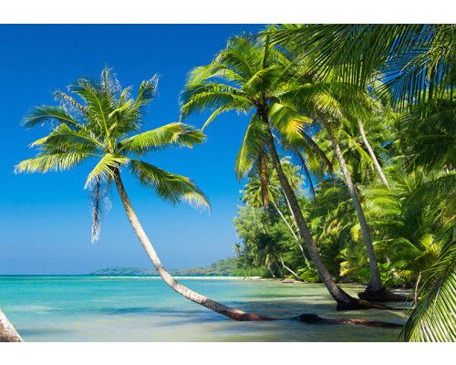 Fotobehang, Palmbomen op een wild eiland