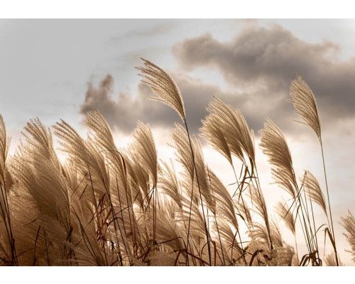 Pampasgras in volle bloei op een rustgevend vliesbehang, met zachte texturen en een natuurlijke uitstraling.