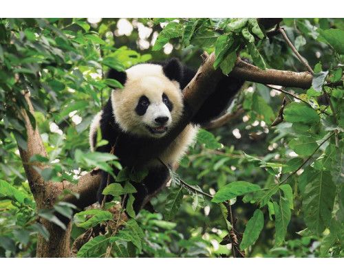 Reuzenpanda in een boom, vrolijk fotobehang met een speelse en schattige uitstraling voor kinderkamers.