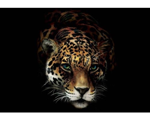 Panter, cheetah en tijger, natuurfotobehang met Afrikaanse dieren in actie, ideaal voor natuurliefhebbers.