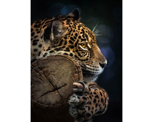 Fotobehang van een panter in het woud, met een luipaard, tijger en jaguar in een natuurlijke omgeving.