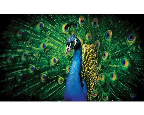 Fotobehang van een pauw met groene veren, met een focus op de elegante vogel.