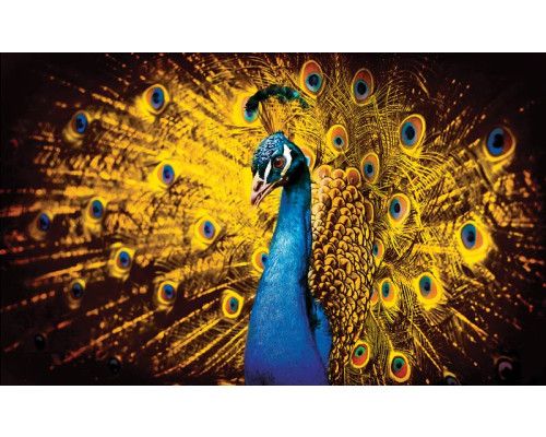 Fotobehang van een pauw met oranje veren, weergegeven in een opvallende kunstzinnige stijl.