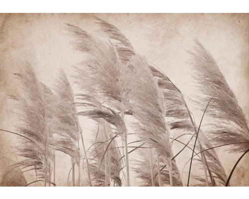 Fotobehang met vintage pluimen in zachte, natuurlijke tinten en gedetailleerde patronen.