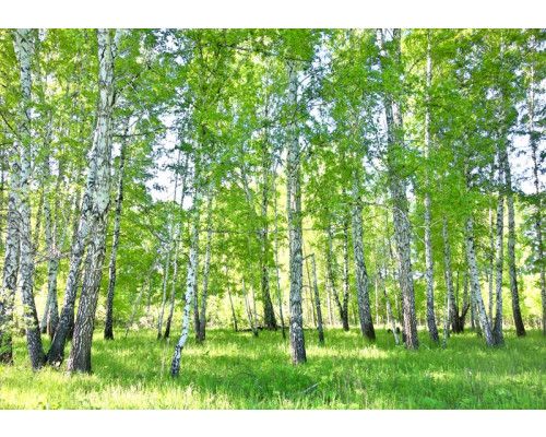 Fotobehang van het prachtige berkenbos, met bomen en natuur in een serene omgeving.